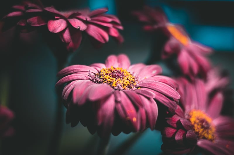 Mindfulness Image
